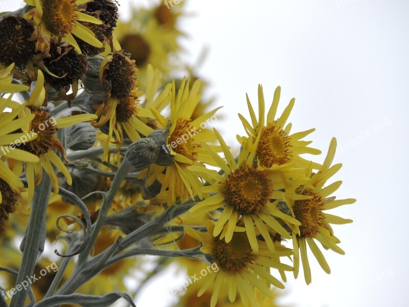 Flower Yellow Yellow Flower Nature Petals Yellow