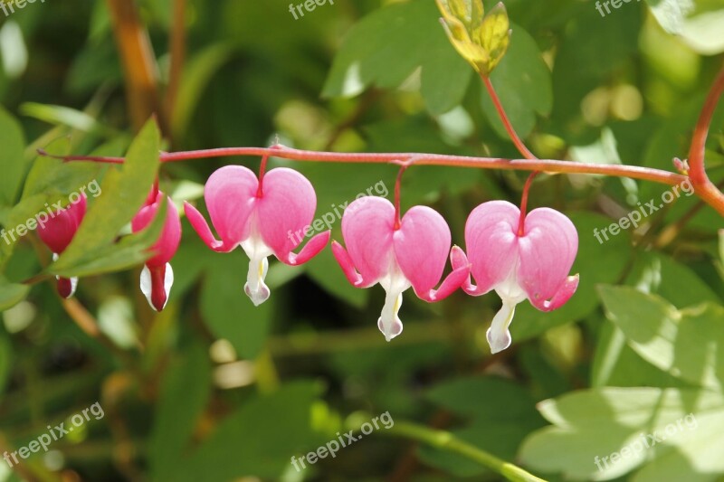 Pink Green Flower Leaves Foliage