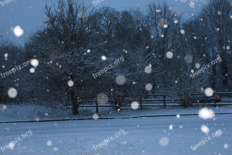 Snow Dark Snow Storm Tree Cold