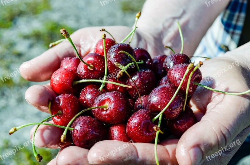 Cherry Drupe Useful Plant Fruit Edible