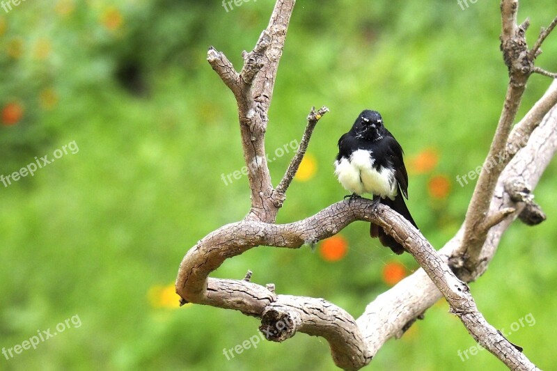 Bird Wagtail Fauna Nature Branch