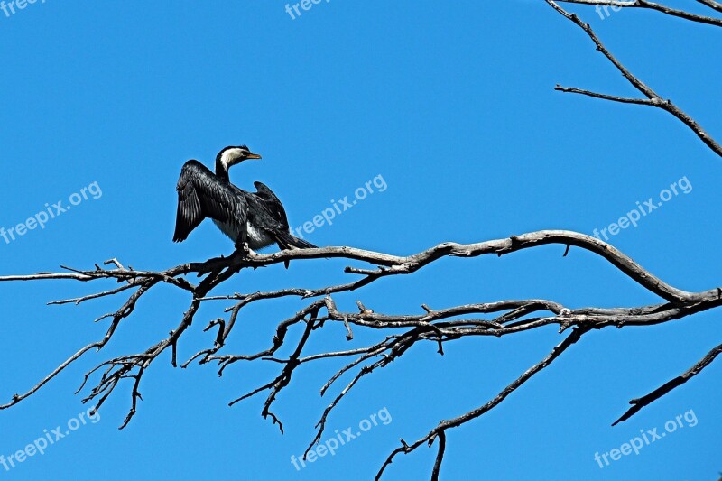 Pied Cormorant Bird Black White Nature