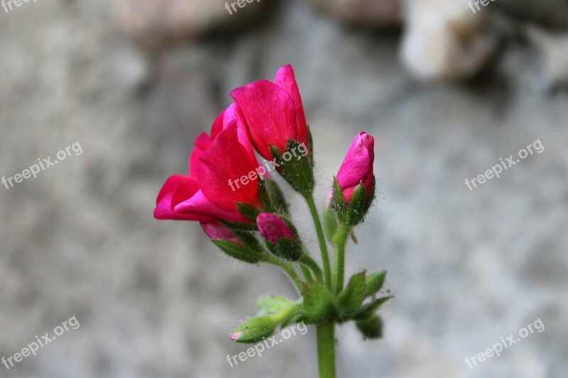 Geranium The Blossoming Of Flower Plant Nature