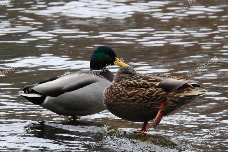 Wild Ducks Lake Nature Water Bird Free Photos