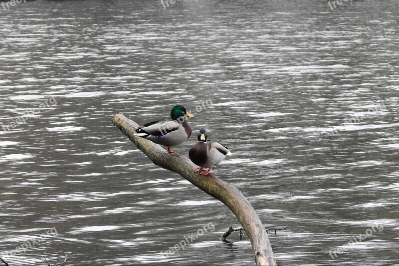 Lake Water Birds Wild Ducks Free Photos