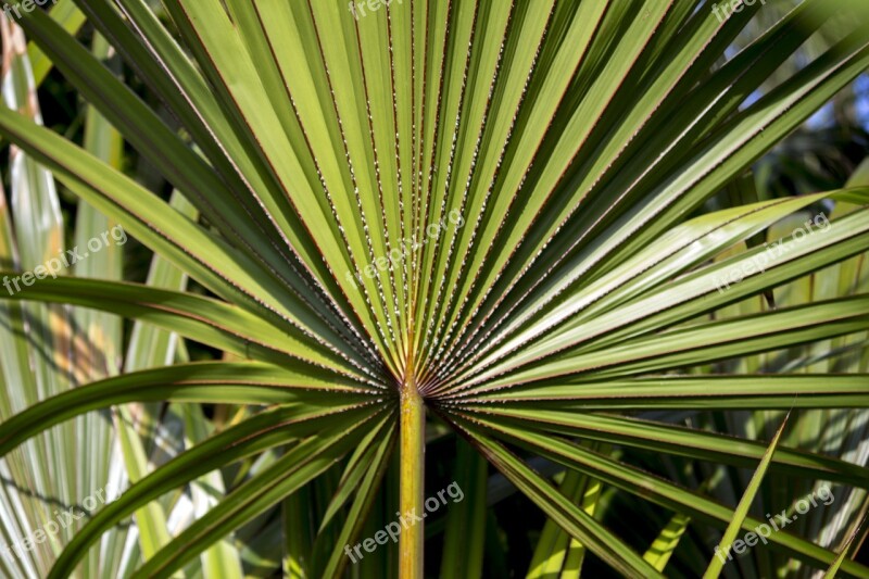 Palmeira Da Serra Serenoa Repens Decorative Palma Nature