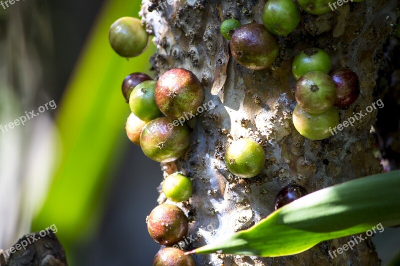 Jabuticaba Nature Beauty Garden Spring