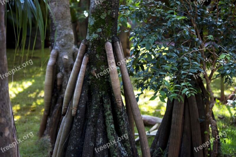 Pandanus Palm Tree Exotic Plant Gardening Nature Plant