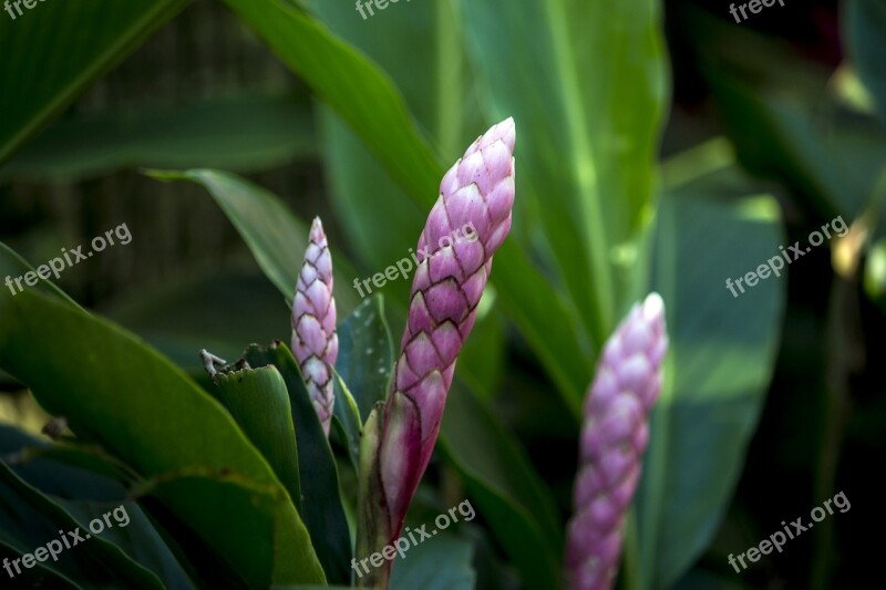 Alpínia Pink Exotic Flower Nature Beauty Garden