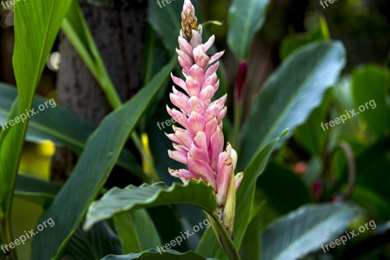 Alpínia Pink Exotic Flower Nature Beauty Garden