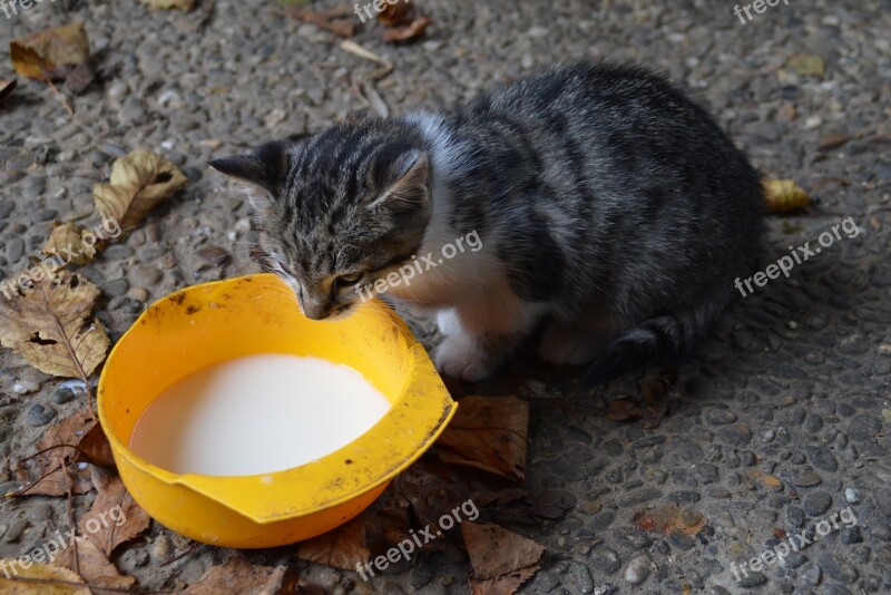 Cat Drink Mackerel Kitten Domestic Cat