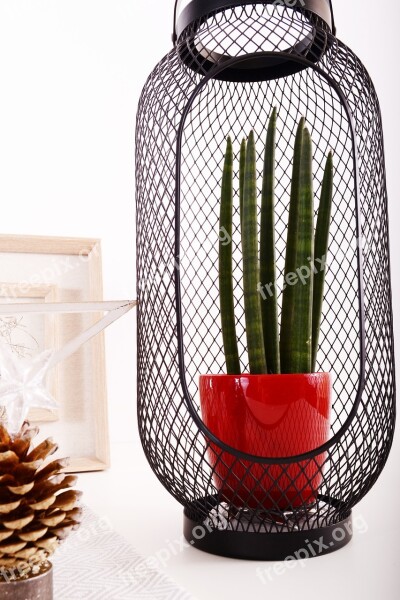 Decoration Flowerpots Flower Red Interior