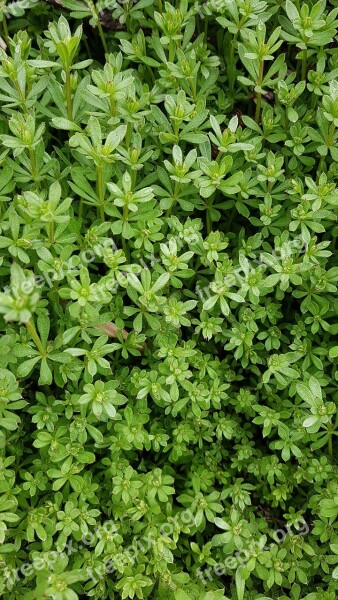 Small Leaves Leaf Green Abstract Pool