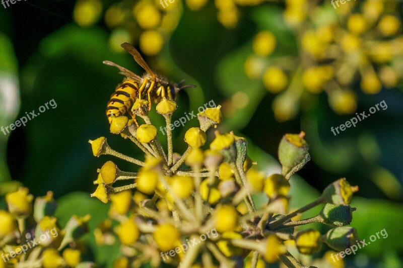 Wasp Autumn Ivy Close Up Insect