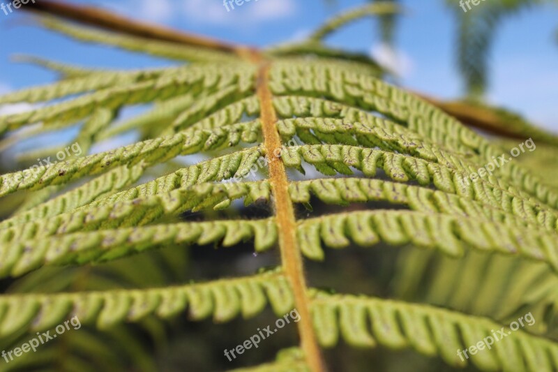 Fern Shrub Nature Plants Detail