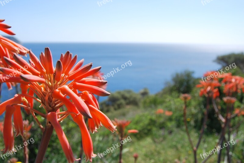 Flowers Sea Flower Arid Landscape Cactus