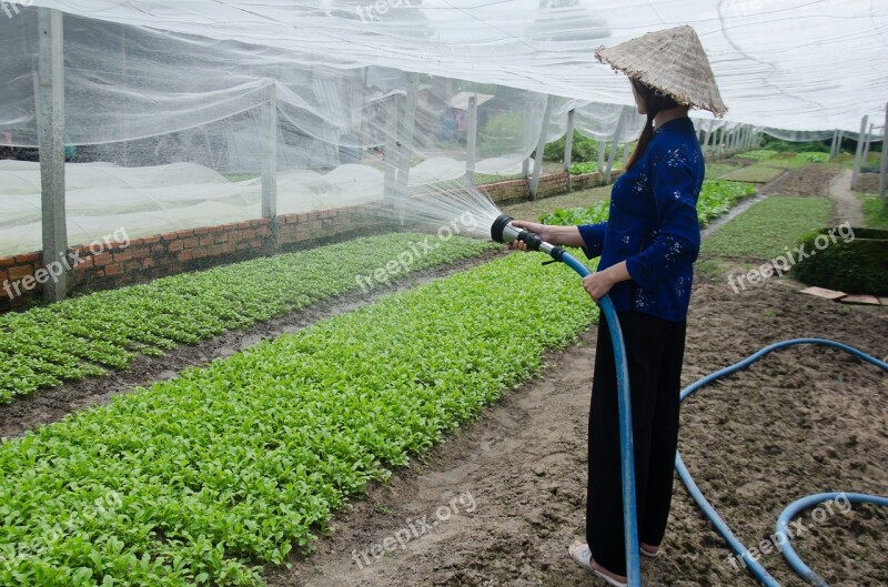 The Cultivation Service Vegetables Care Vegetables Plant