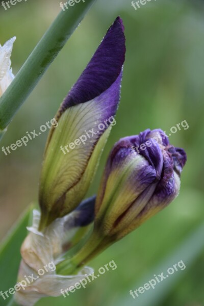 Iris Nature Flower Free Photos