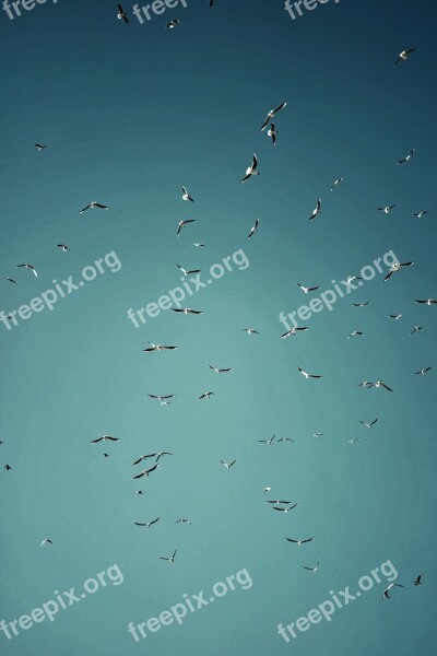 Birds The Seagulls Sea Birds Seagull Sky