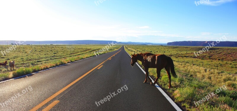 Road Crossing Horse Usa Nevada