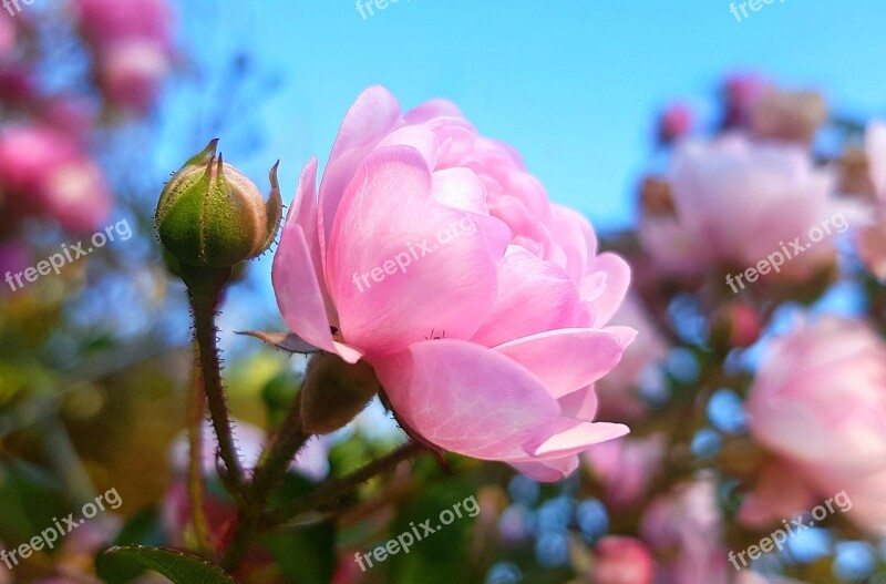 Rose Bush Röschen Rose Blooms Garden Bud