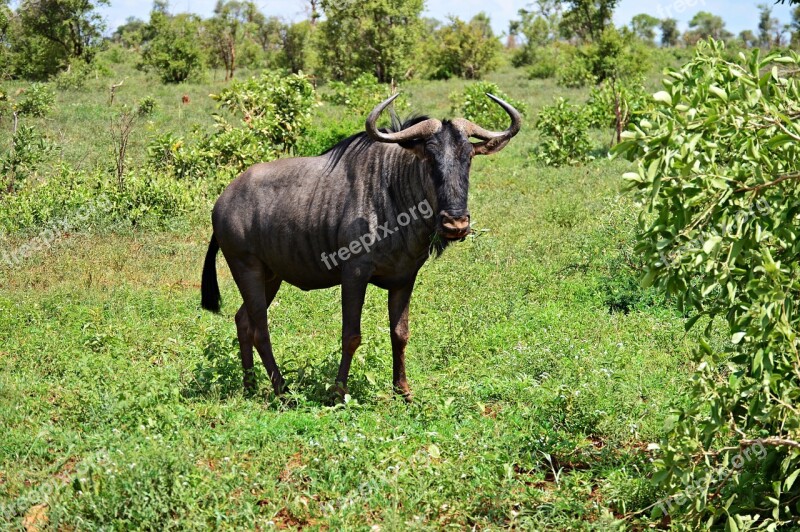 Gnu Blue Wildebeest Africa Kruger Park Nature