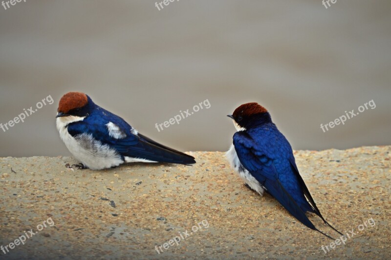 Swallows Birds Africa Water Free Photos