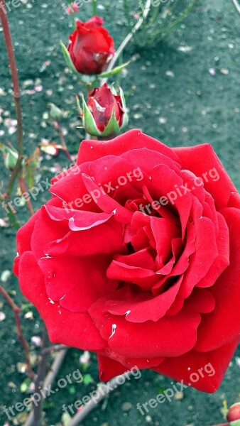 Rose Flower Red Petal Of A Rose Rose Flower