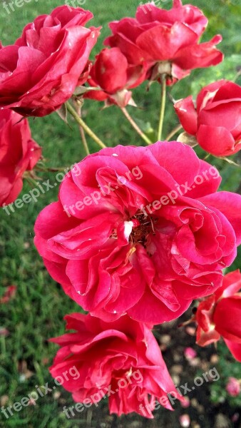 Rose Flower Red Petal Of A Rose Rose Flower