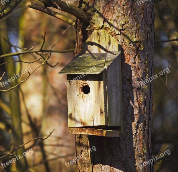 Nesting Box Forest Pine Sunbeam Damaged