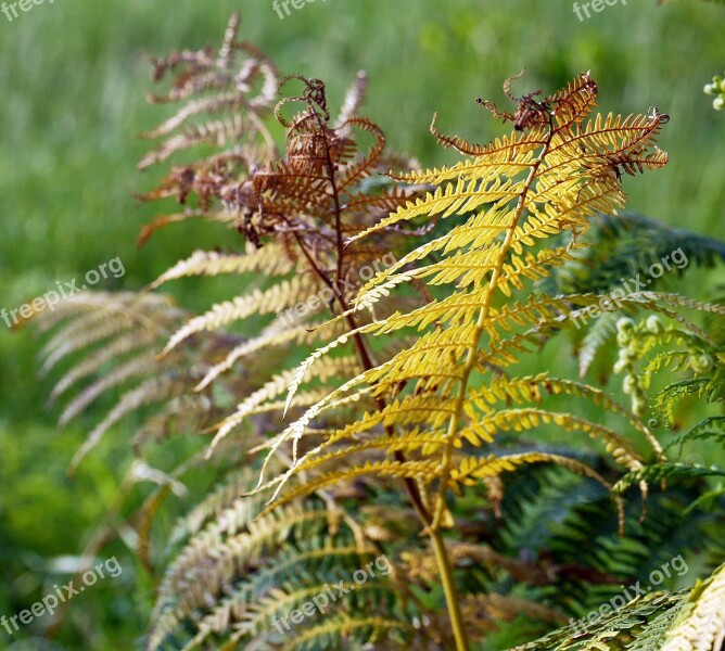 Fiddlehead Autumn Dying Off Discolored Autumn Colours