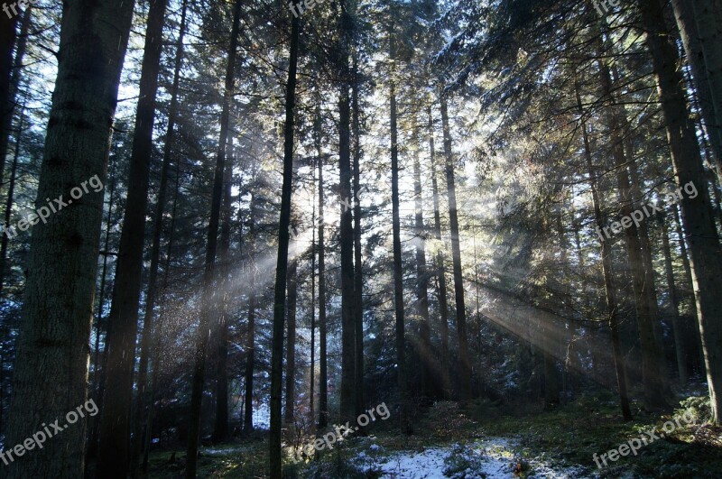 Winter Sun Shine Snow Rays First Snow