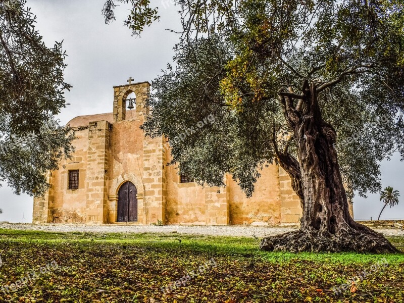 Tree Landscape Scenery Cyprus Tersefanou