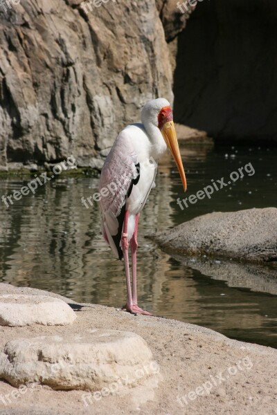 Bird Ave Zoo Valencia Bioparc