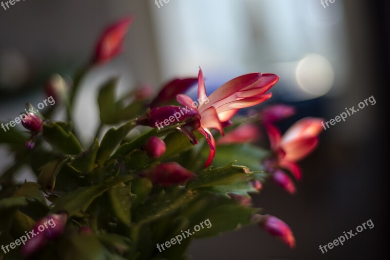 Cactus Julkaktus November Flower At Home