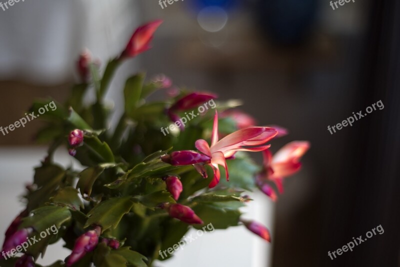 Cactus Julkaktus Green Plant Flowers