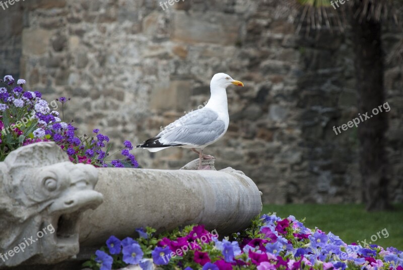 Trut Bird Seagull Coast Summer