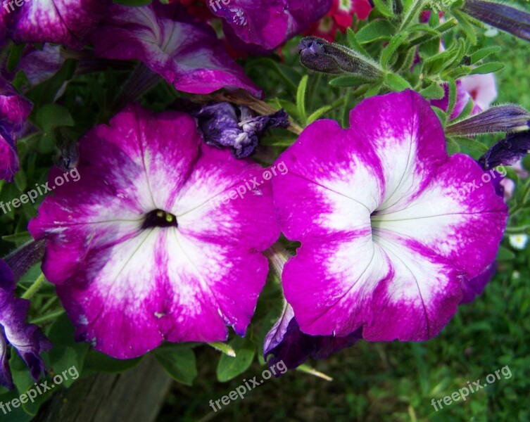 Petunia Purple And White Flower Garden Free Photos