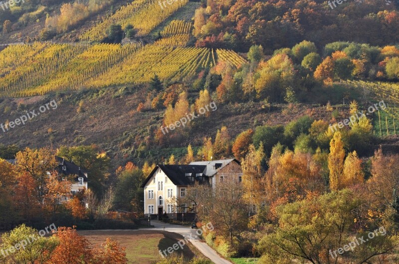 Autumn Mosel Vineyards Free Photos