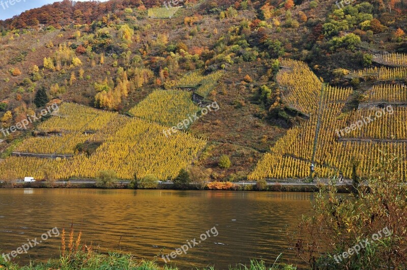 Boxer Shorts Mosel Vineyards Free Photos