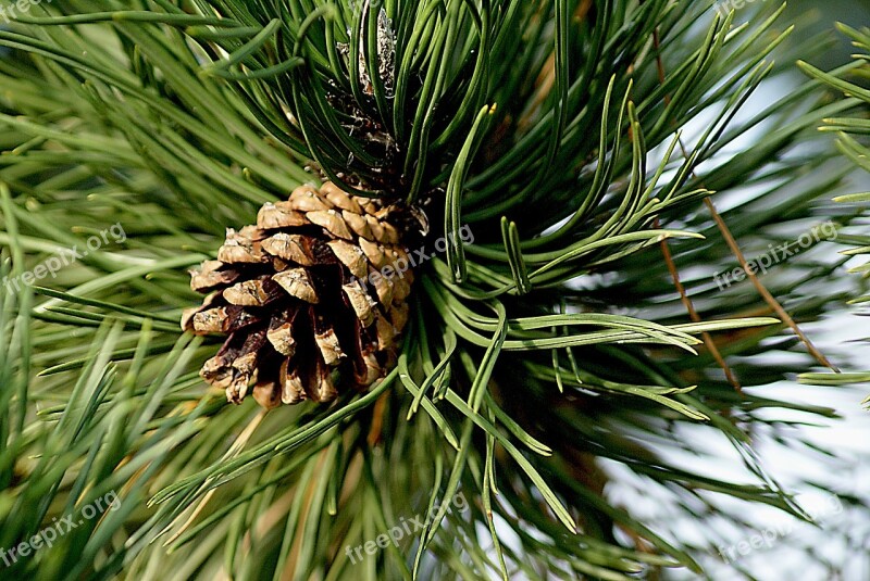 Pine Cone Pine Pinecone Pine Coniferous Pine Needles