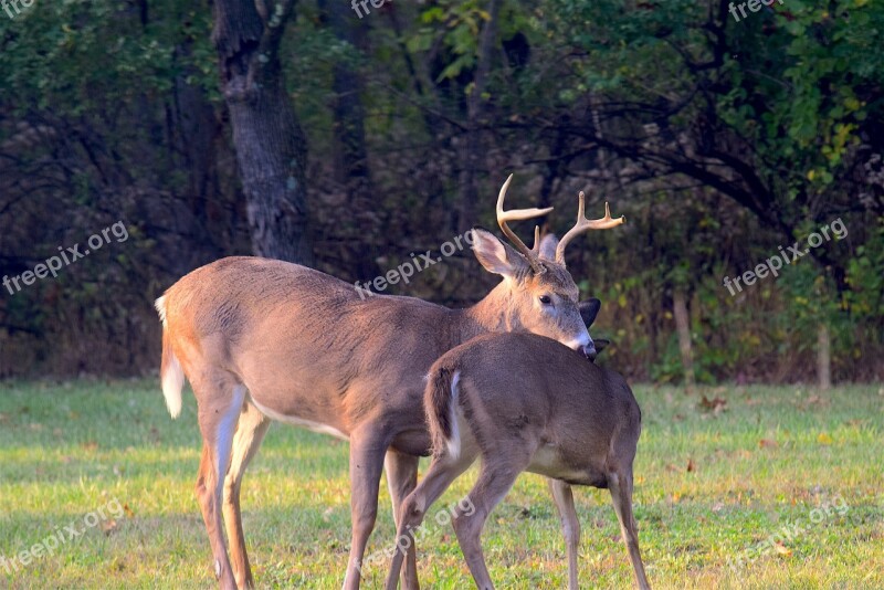 Deer Buck Antlers Animal Wildlife