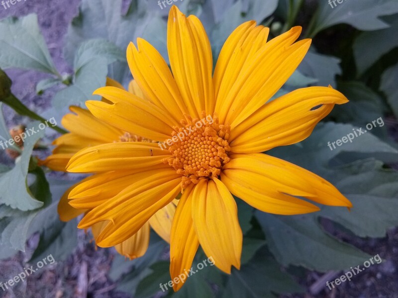 Mexican Sunflower Garden Flower Natural Flower Free Photos