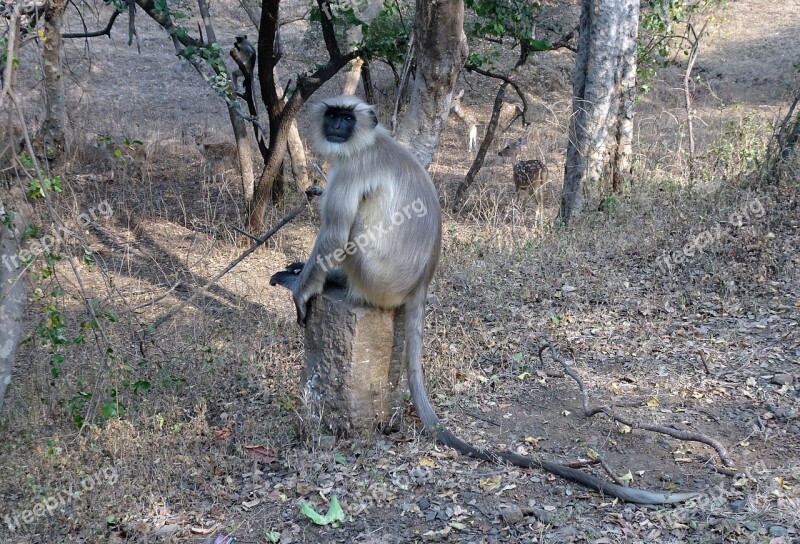 Monkey Langur Animal Gray Langur Hanuman Langur