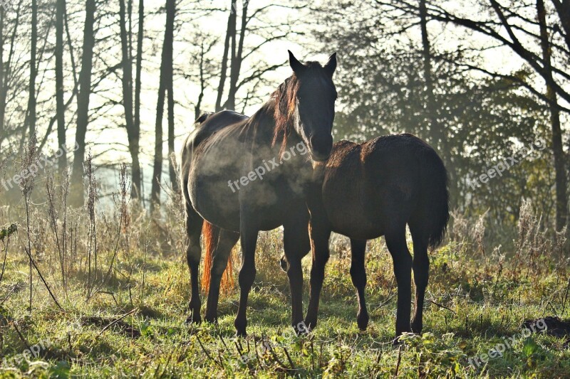 Horse Rap Mare Autumn Fog