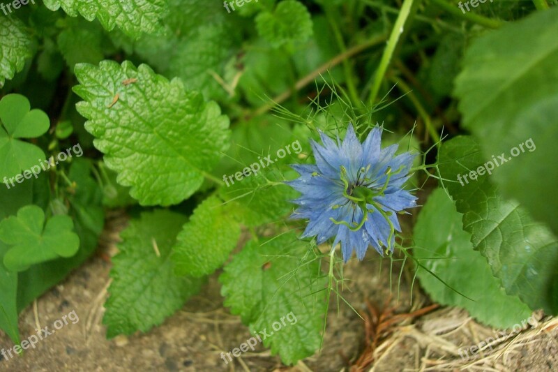 Garden Gardening Flower Green Nature