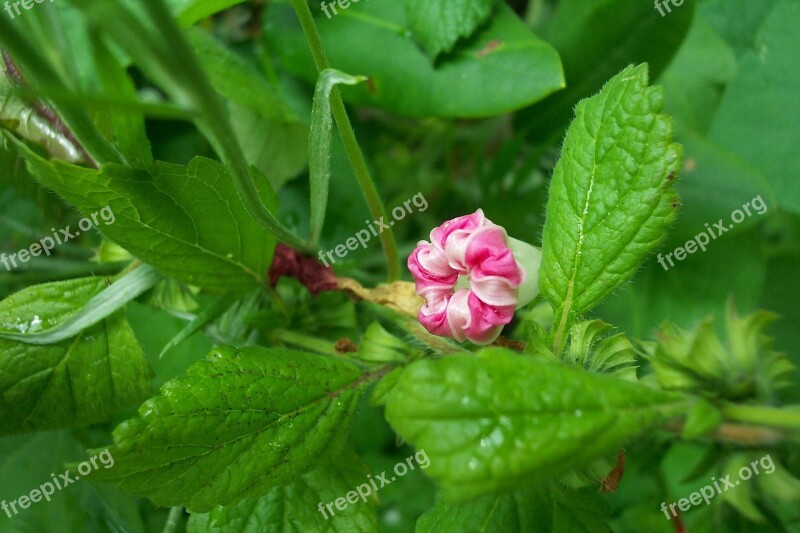 Garden Gardening Flower Green Nature