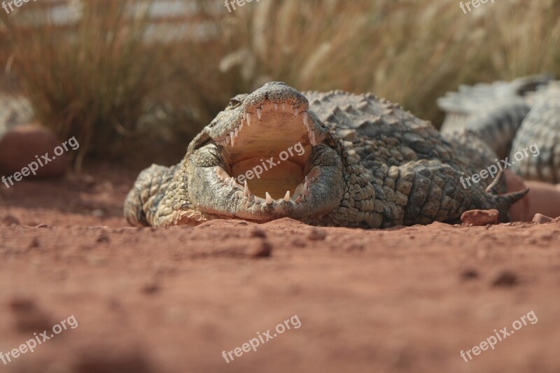 Africa Morocco Agadir Crocodile Travel