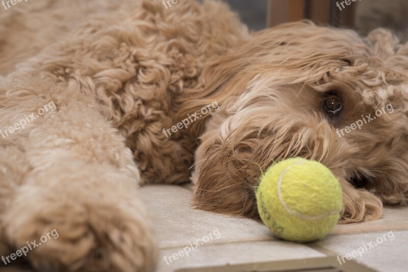 Doodle And Ball Ball Doodle Free Photos