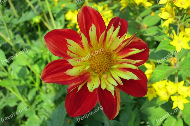 Dahlia Flower Red Yellow Summer Bright